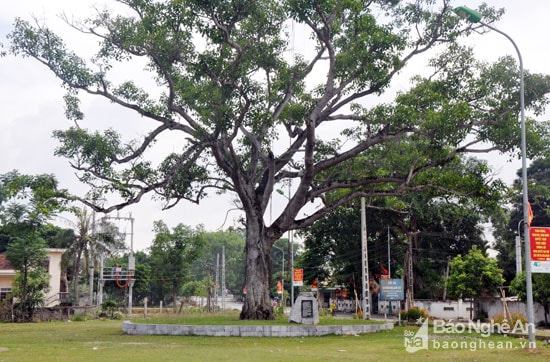 Cây đa và sân vận động xã Kim Liên - nơi Bác Hồ gặp gỡ và trò chuyện với bà con nhân dân trong hai lần Bác về thăm quê. Ảnh: Công Kiên